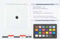 Foto (Objekt + Etikett) von Musa eocenica Ettingshausen (NHMW-GEO-2024-0188-9054)